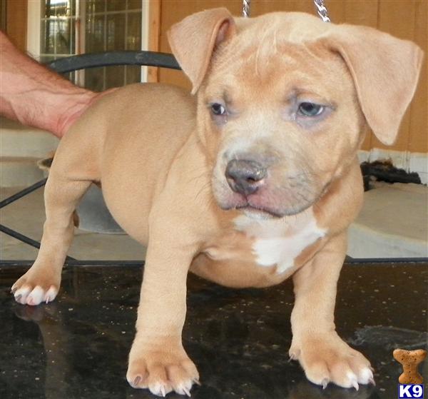american pit bull puppy posted by 3GZ Bullies